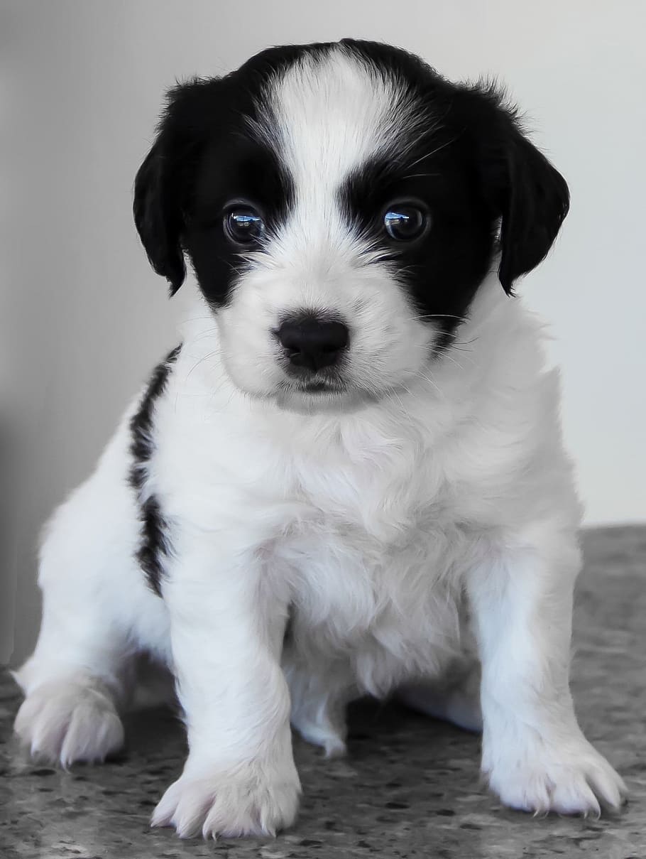 mediano, blanco, negro, cachorro, perro, mascota, lindo, bebé, animal, dulce