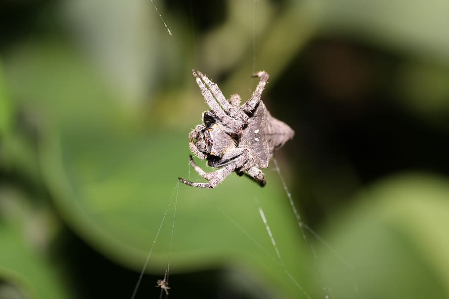 triangle ghost spider, spider, ecology, natural, invertebrate, insect,  animal, animal themes, animal wildlife, animals in the wild | Pxfuel