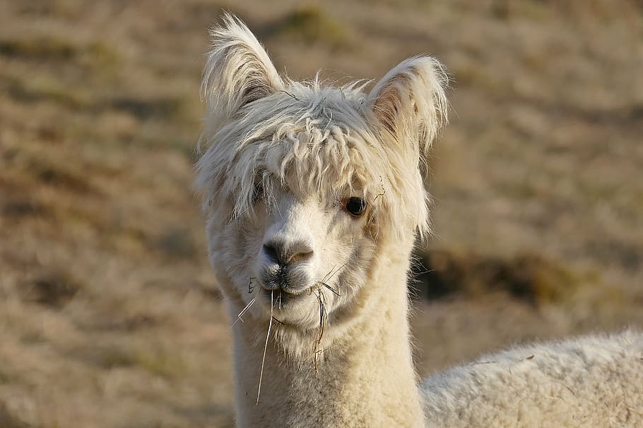 alpaca, blanco, animal, mamífero, lindo, lana, cabeza, esponjoso, cara, Perú