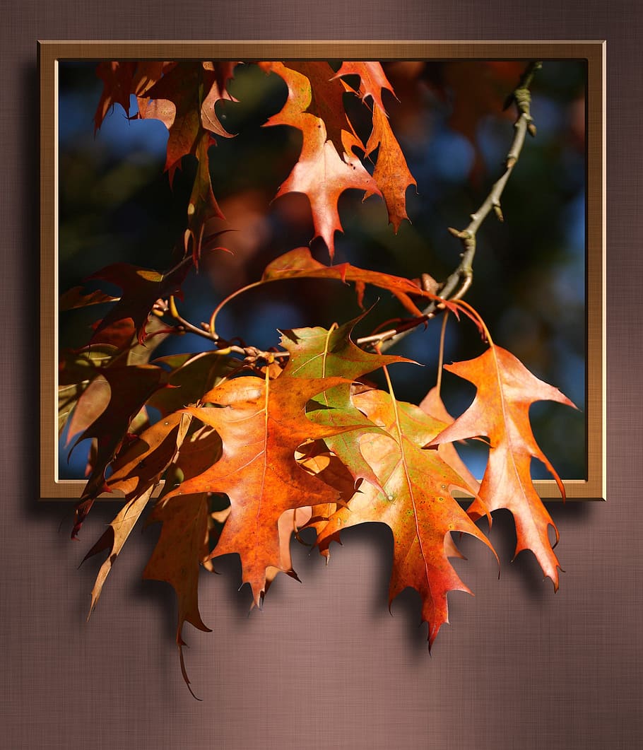 naranja, hojas, 3d, pintura, hojas de arce, arce, rama, marco, imagen, mural