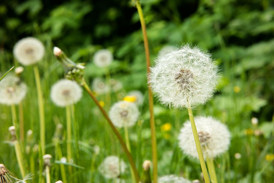 dandelion, faded, seeds, multiplication, reproduction, spring, pointed flower, flying seeds, meadow, nature