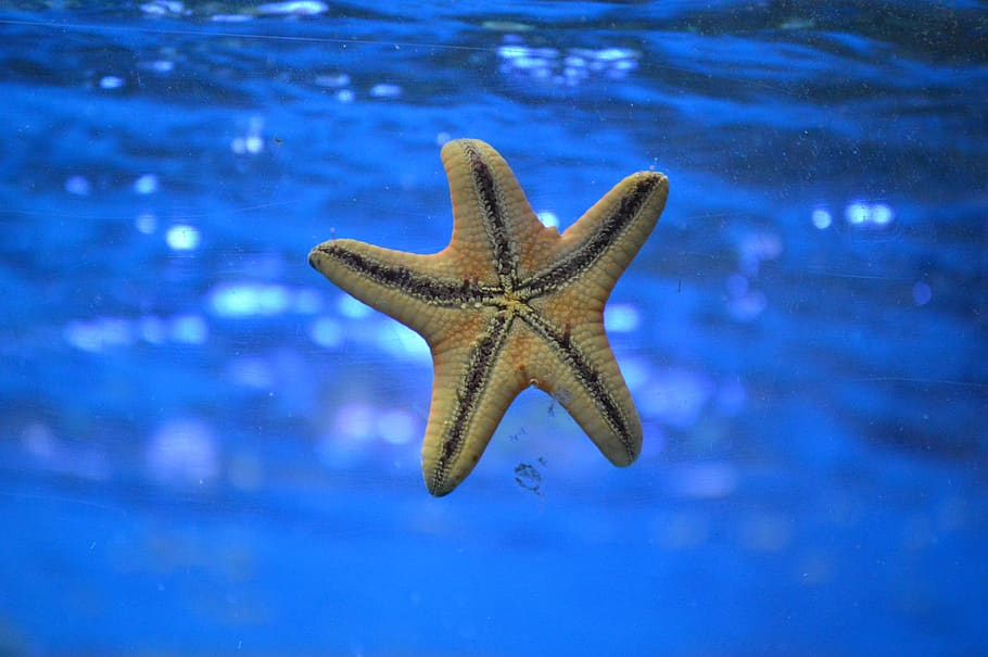starfish, underwater, ocean, sea, yellow, animal wildlife, animal themes, animal, water, animals in the wild