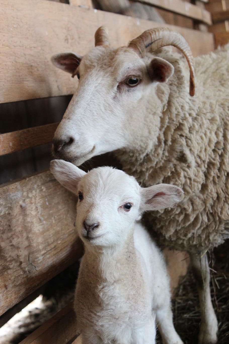 sheep, lamb, baby sheep, mama sheep, wool, animal, farm, farm animal, flock, farming