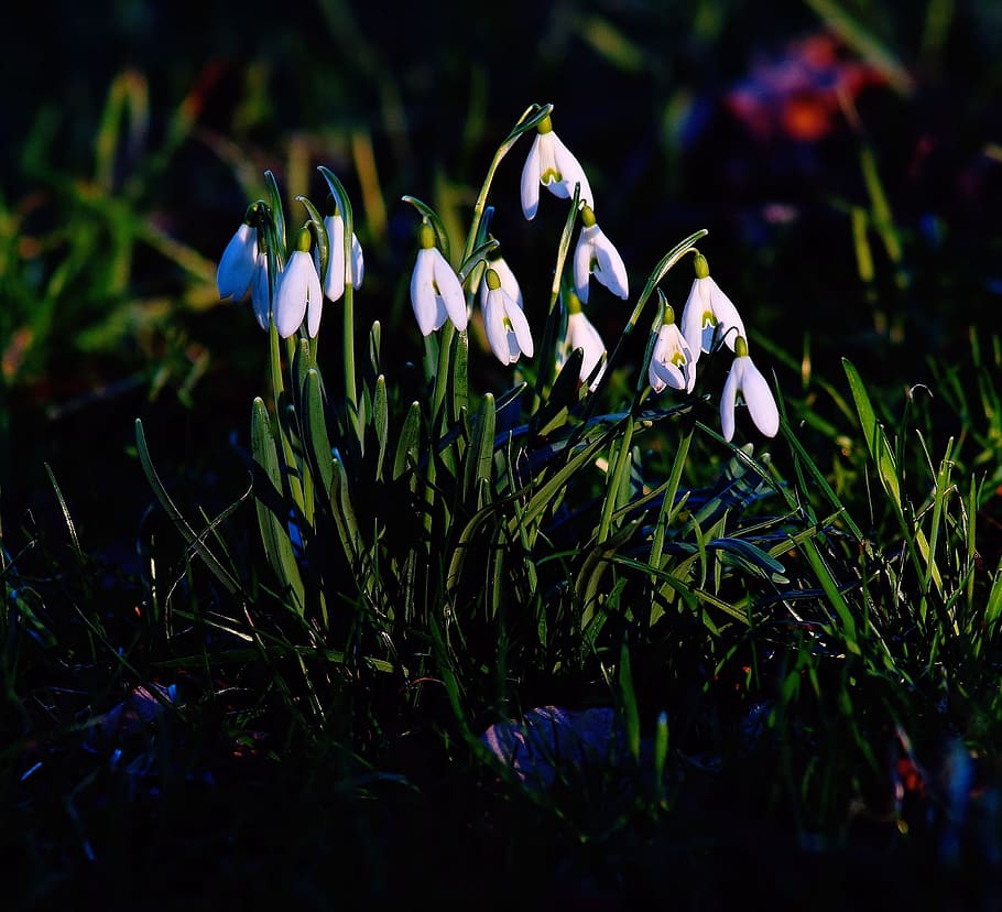 Snowdrop, flores, blanco, naturaleza, flores de primavera, signos de primavera, prado, verde, campanillas de invierno, floración