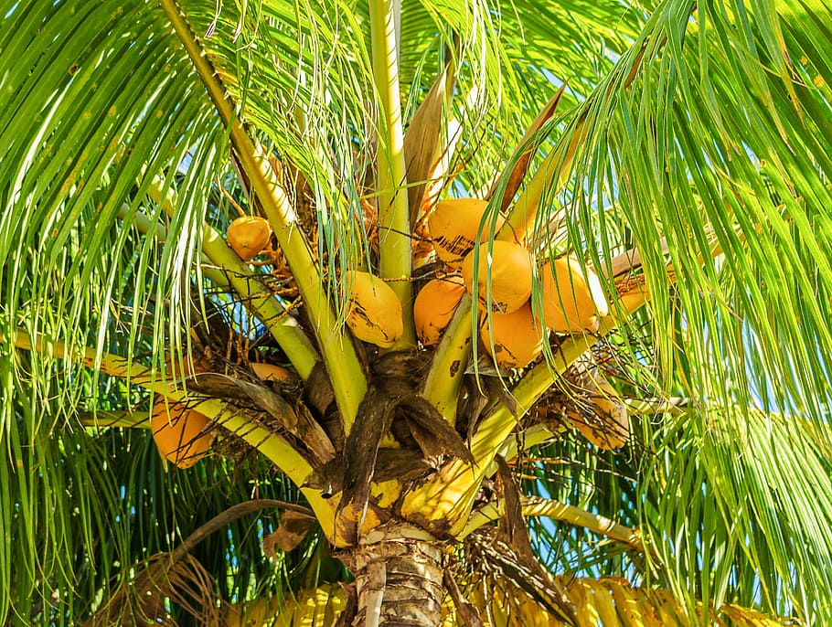 coconut tree, coconut palm, fruit, tropical, tropical fruit, coconut, plant, growth, palm tree, tree