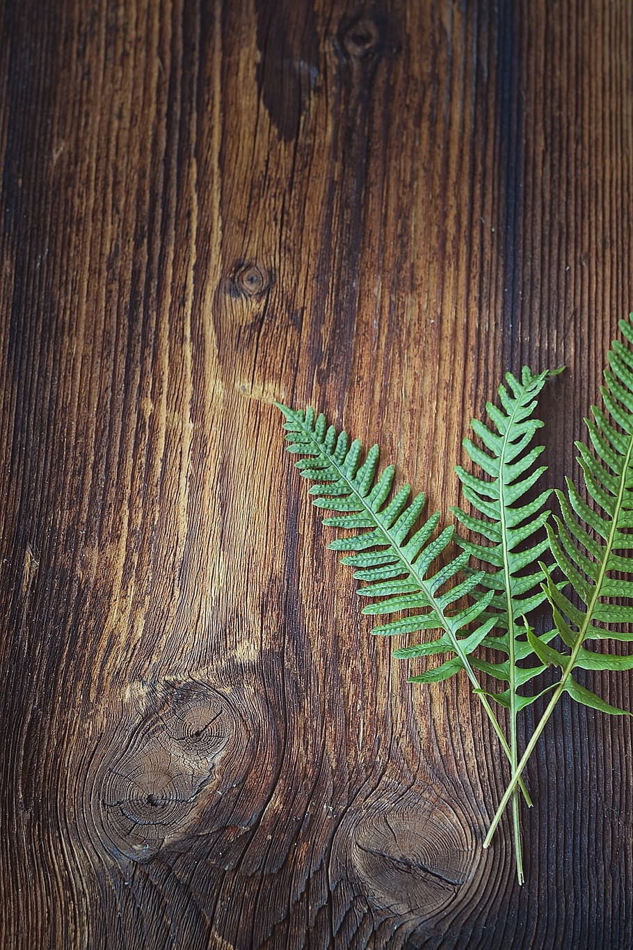 photography, green, leaves, brown, wooden, board, fern, plant, wood, dark