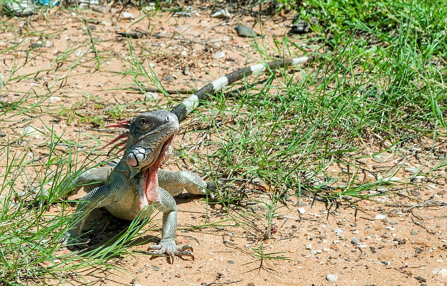 Green Iguana, Reptile, Lizard, Venezuela, nature, outside, close-up, country, countryside, one animal