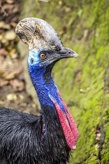 Royalty-free cassowary photos free download | Pxfuel