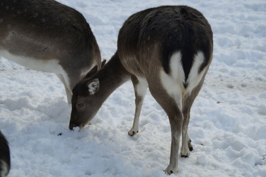 roe deer, fallow deer, wild, winter, snow, winter fur, wintry, cold, white, snowy