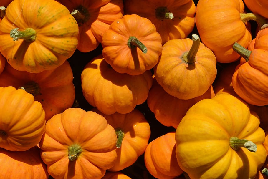 pile, orange, squash, pumpkin, vegetable, autumn, pumpkins, freshness, food and drink, food