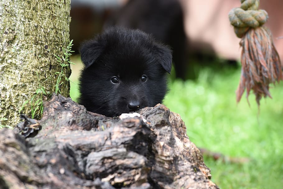 long-coated, black, puppy, hiding, brown, wood close-up photo, daytime, belgian shepherd dog, dog, pet
