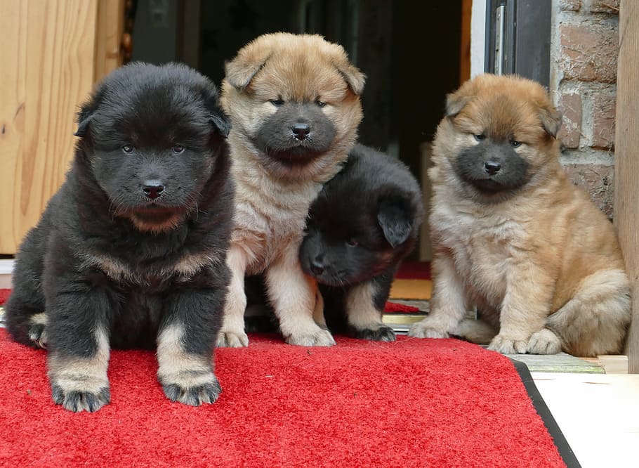 dois, bronzeado, preto, filhotes de cachorro da comida lixar, frente, porta, cães jovens, eurasianos, bonitinho, curioso