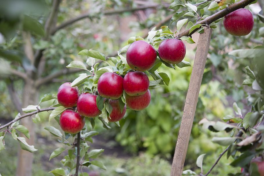 garden, apples, fruit, apple tree, fruity garden, autumn, apple orchard, nature, tree, healthy eating
