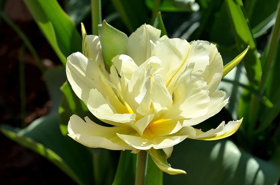 チューリップ, 白, 緑, 黄色, 花, 明るい, 高貴なチューリップ, tulpenbluete, 春, 庭