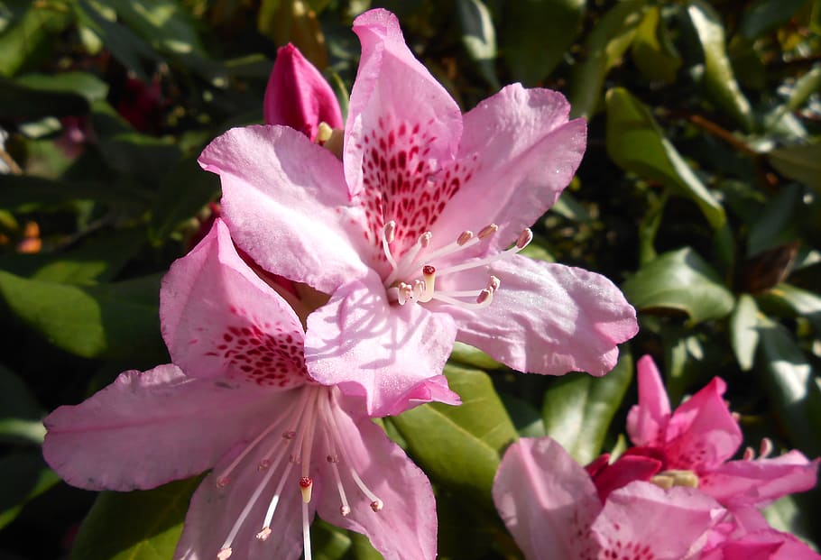 Rhododendron, Blossom, Bloom, Open, Pink, garden, ericaceae, heather green, inflorescence, nature