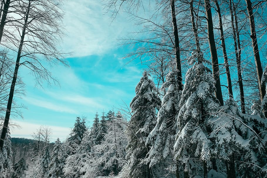 árboles, nieve, bosque, bosques, nubes, cielo, Árbol, planta, tranquilidad, belleza en la naturaleza