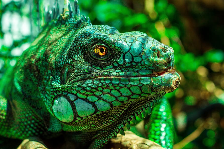 selective, focus photography, green, iguana, eyes, nature, reptile, animal, lizard, brazil