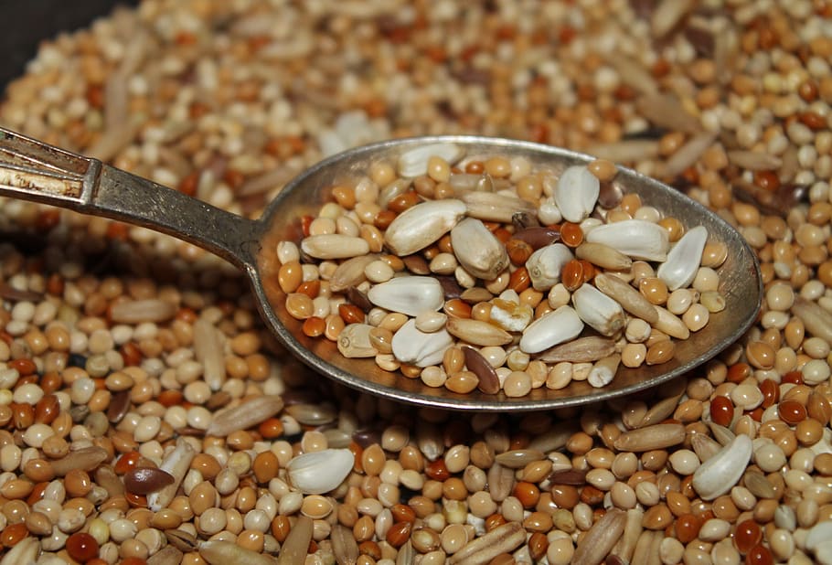 seeds, portion, spoon, sunflower seeds, grain, mixture, feed, nutrition, nutritious, eating utensil