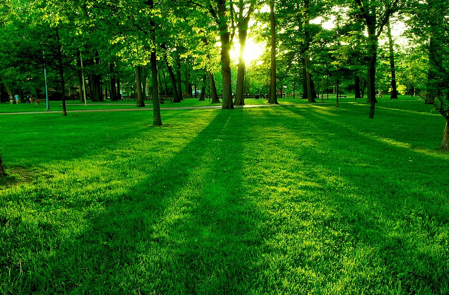 green, nature, trees, tree, plant, grass, park, green color, beauty in nature, park - man made space
