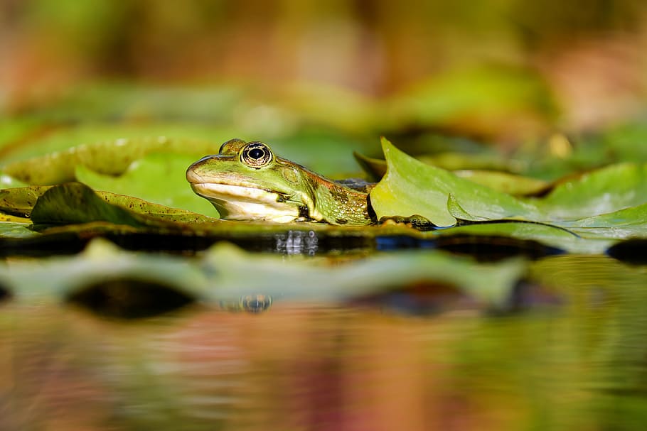 緑, カエル, 葉, 昼間, 水カエル, カエルの池, 両生類, 動物, 緑のカエル, 座っている