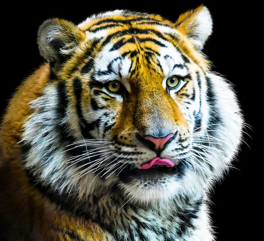closeup, fotografi bengal tiger, hewan, harimau, kucing, amurtiger, predator, berbahaya, harimau siberia, kepala harimau