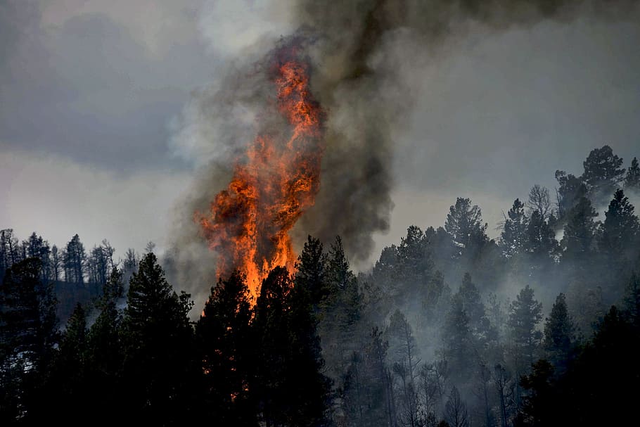 kebakaran hutan, colorado, api, langit, awan, asap, pemandangan, hutan, pohon, kayu