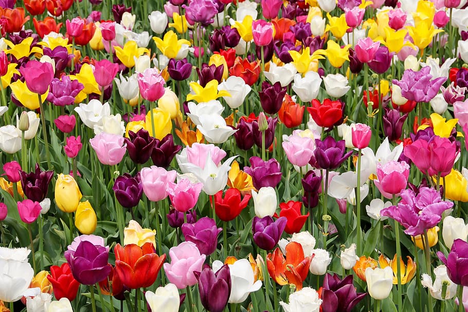 close, tulip flowers, tulip field, tulips, tulpenbluete, spring, tulip fields, field of flowers, state garden show, holland