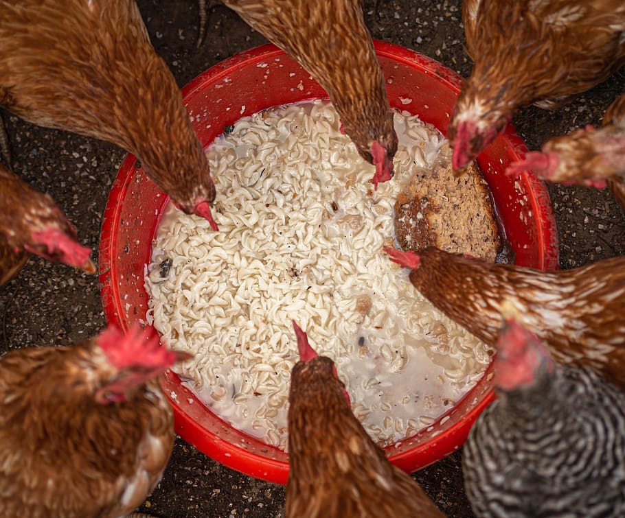 chickens droves, feeding, farm, hens, spout, range, poultry, agriculture, animal husbandry, country life