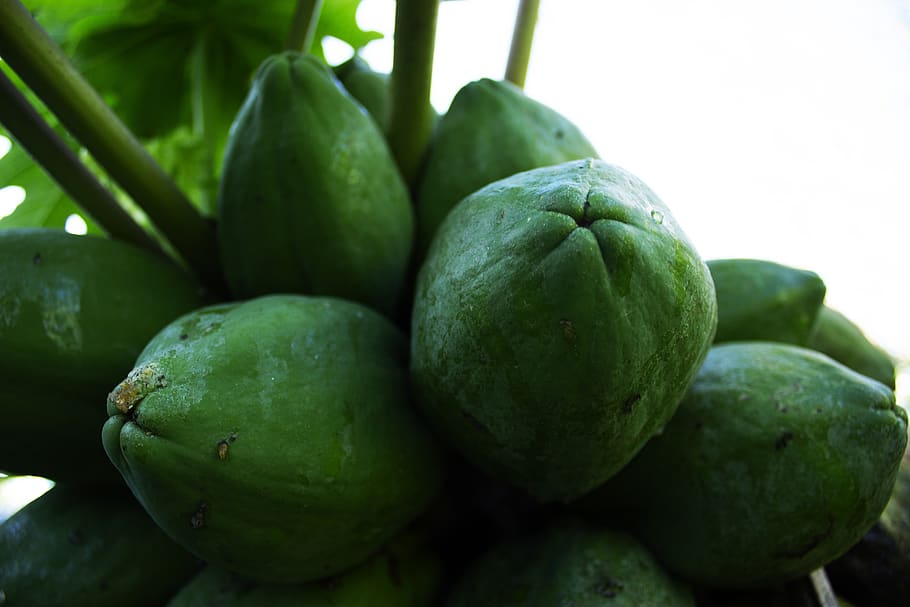 papaya, fruit, food, costs, health, eat, exotic, market, nature, vitamins