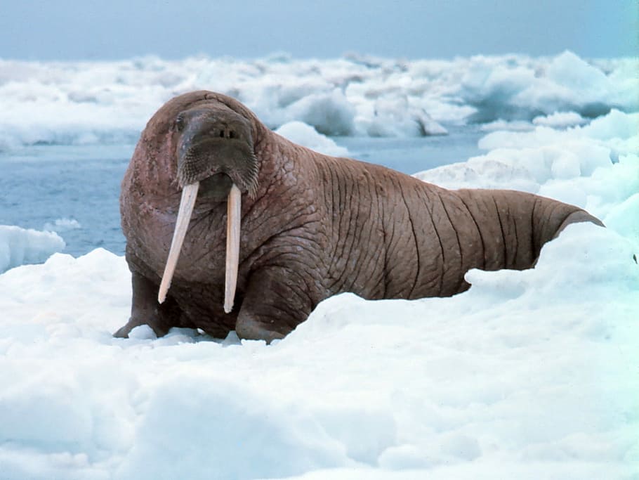 walrus odobenus rosmarus, iceberg, Walrus, Odobenus rosmarus, animal, flippered, mammal, public domain, wildlife, nature