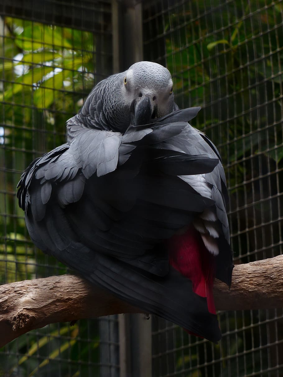 Bird, African Grey Parrot, parrot, grey, clean, plumage, psittacus erithacus, real parrot, psittacidae, animal