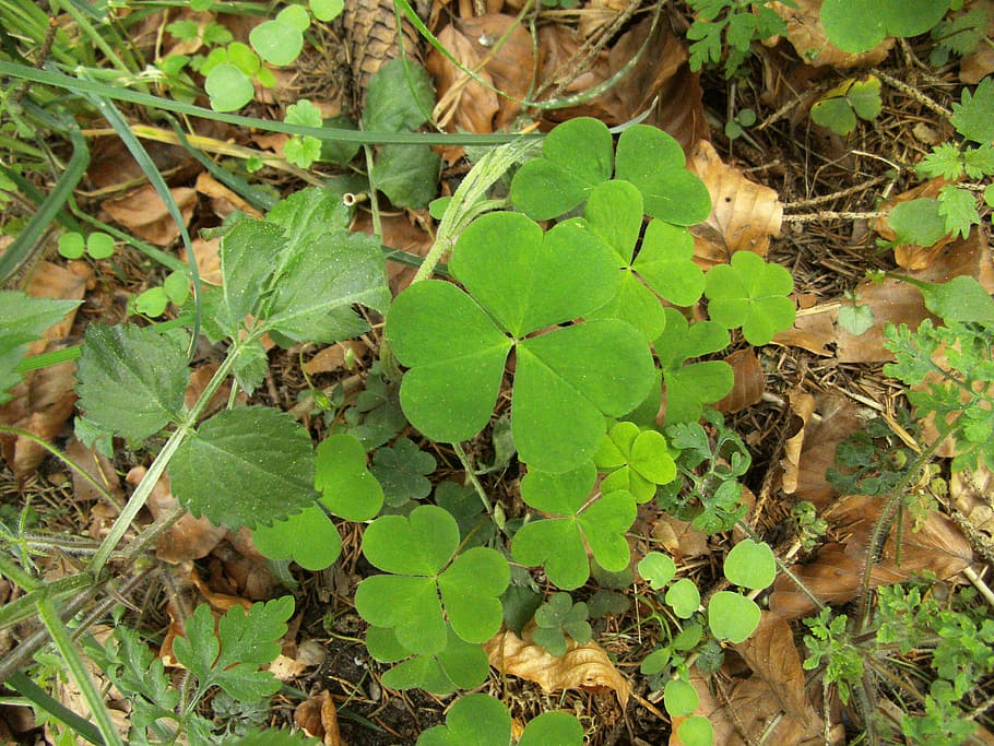 luck, klee, lucky clover, sorrel, vierblättrig, lucky messenger, common sorrel plant, plant, forest, spring