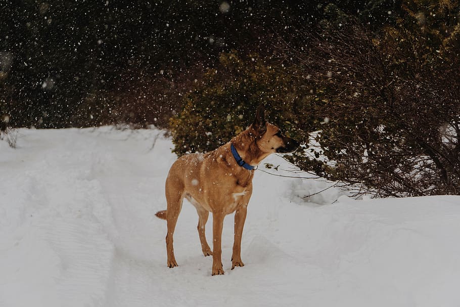 caoba adulta belga malinois, de pie, campo de nieve, planta, durante el día, naturaleza, paisaje, animal, perro, nieve
