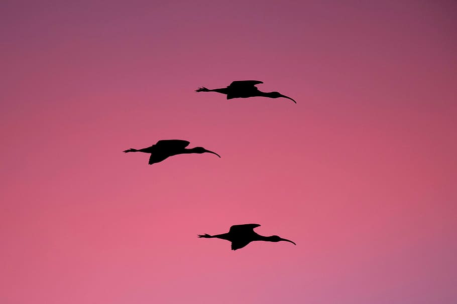 silhouette, three, birds, flight, golden, hour, long, beaked, bird, flying
