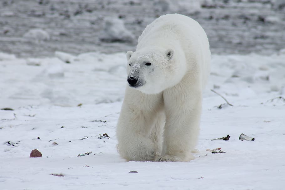 polar, bear, snow, covered, land photo, daytime, polar bear, animal, nature, wildlife