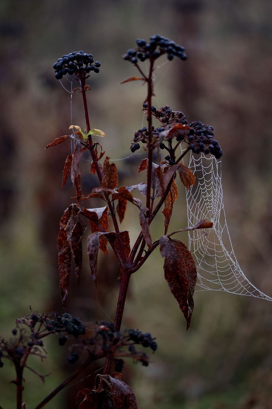 spider web, wet, hooked, place, dew, drops, nature, focus on foreground, plant, close-up