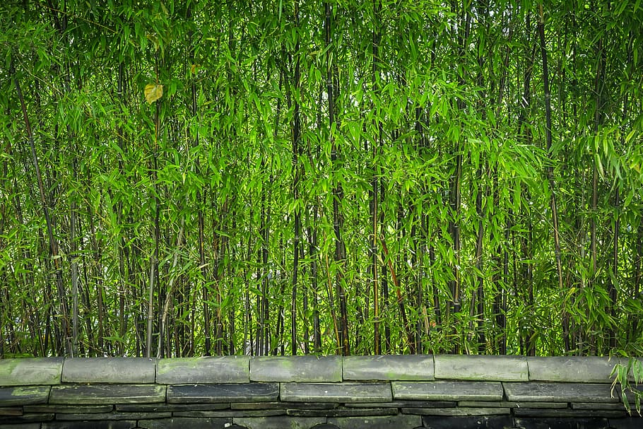 green bamboos, bamboo, wood, plants, nature, a straight line, the leaves, roof tile, green, forest