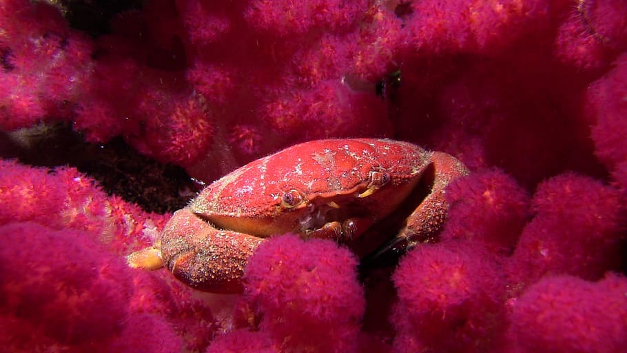 Crab, Soft Coral, Lembeh, diving, underwater, animal, nature, red, fish, sea