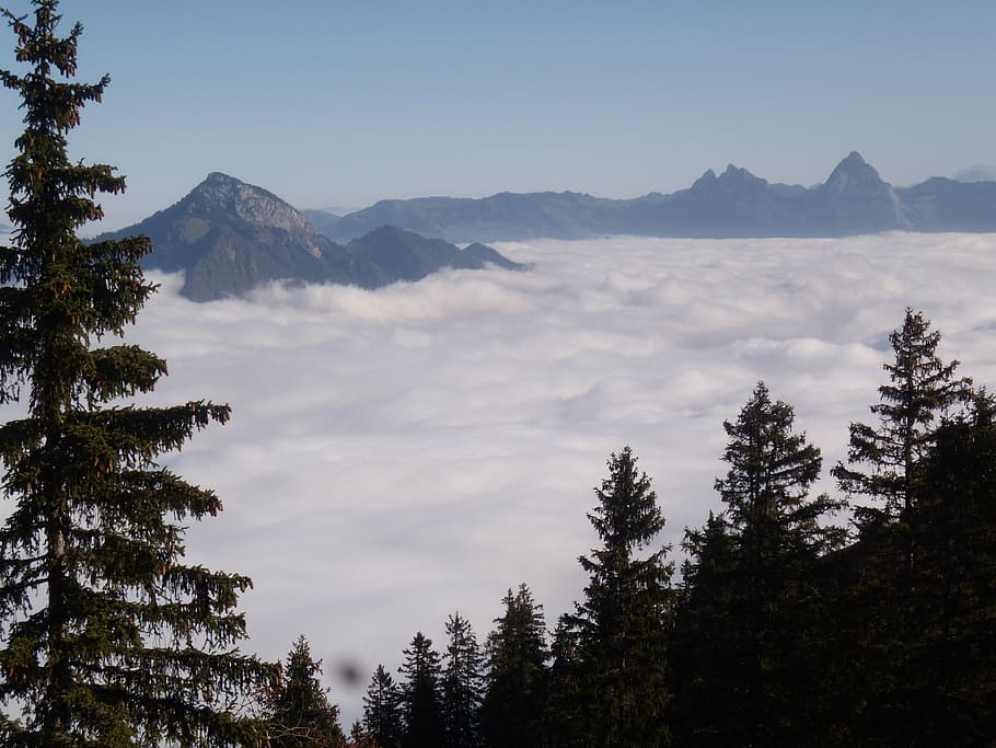 montañas, niebla, árbol, estado de ánimo, mar de niebla, Kleenenp, Beckenried, Suiza, región del lago de Lucerna, grandes mitos