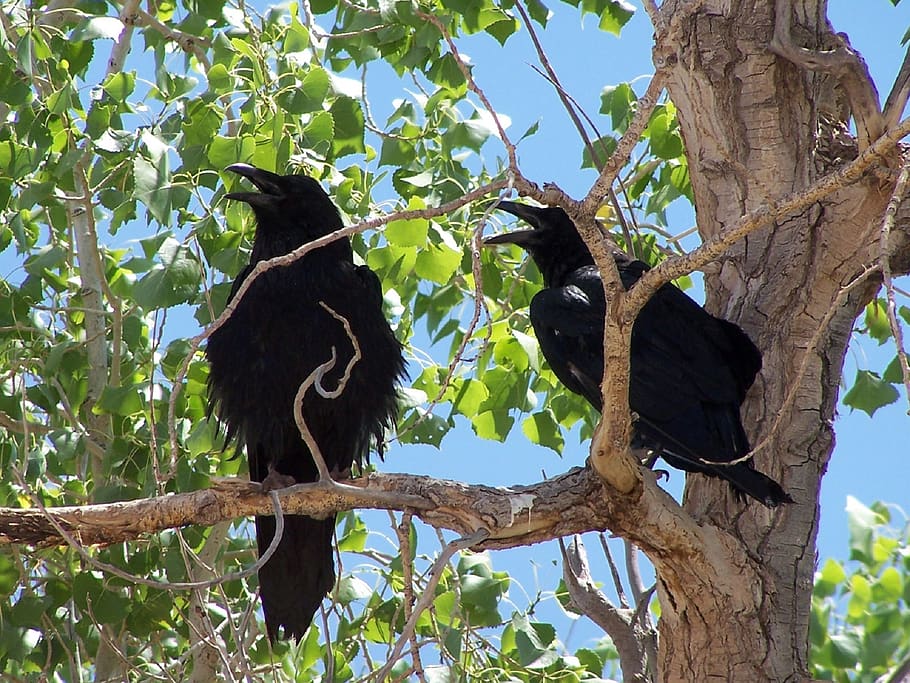common ravens, blackbirds, corvus, birds, spooky, feathers, wildlife, nature, dark, smart
