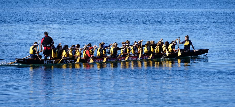 dragon boat, boat race, new zealand, paddle, nautical vessel, group of people, water, cooperation, teamwork, transportation