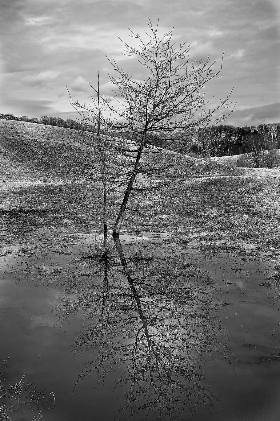 Tree, Lonely, Loneliness, Landscape, nature, autumn, rest, still, winter, lone tree