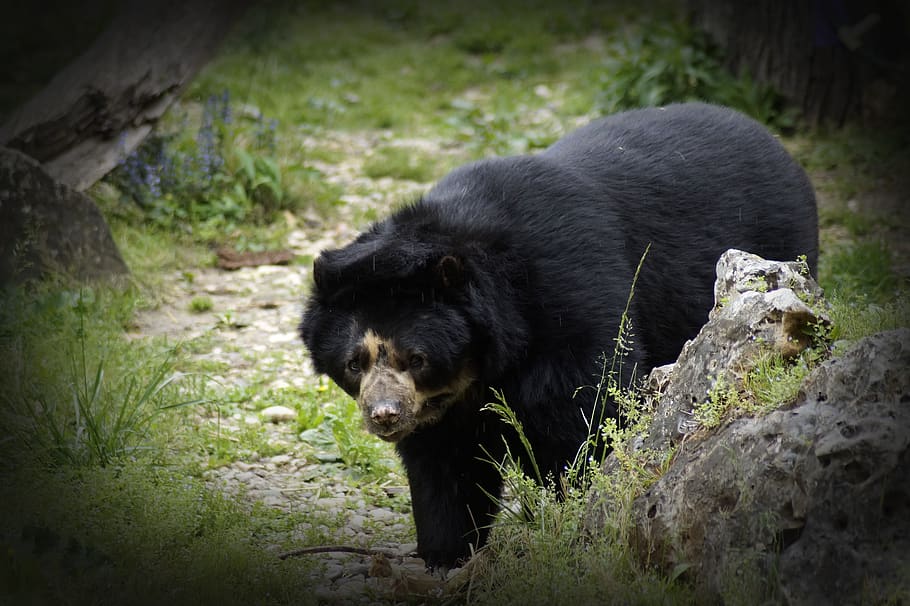 black bear, animal, animal world, wild, zoology, creature, wilderness, natural, live, species