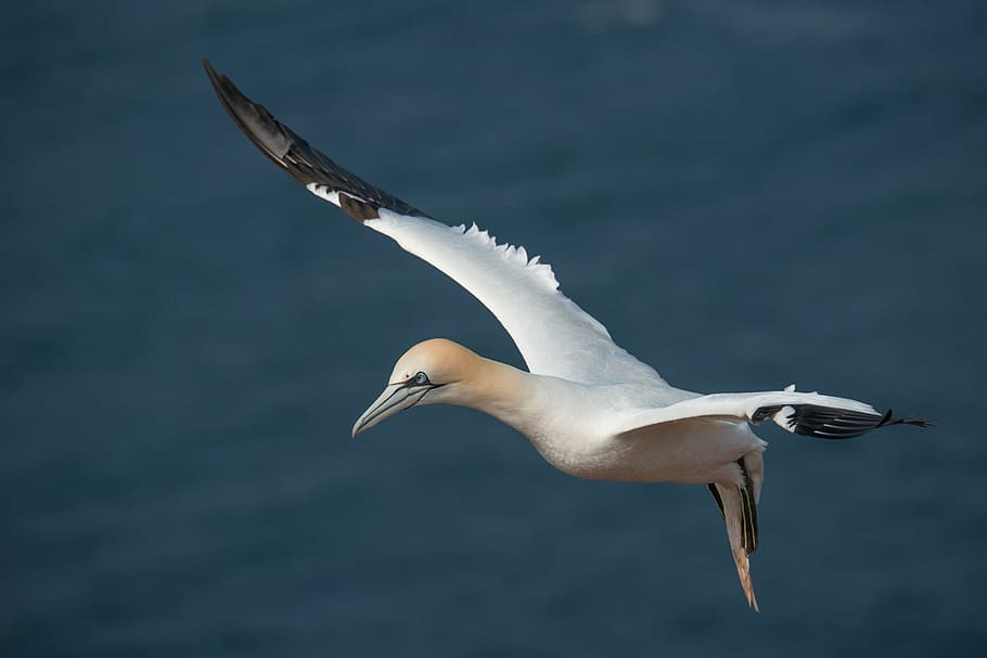 selective, focus photography, white, bird, northern gannet, morus bassanus, helgoland, flight, nature, sea island