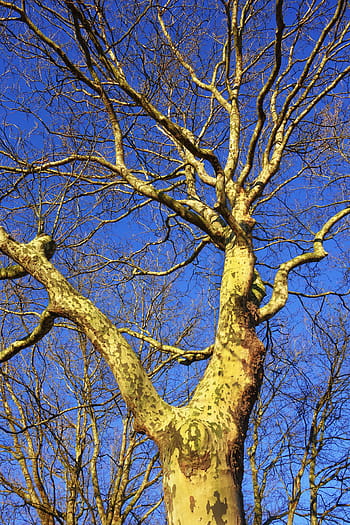 Royalty Free Sycamore Tree Photos Free Download Pxfuel
