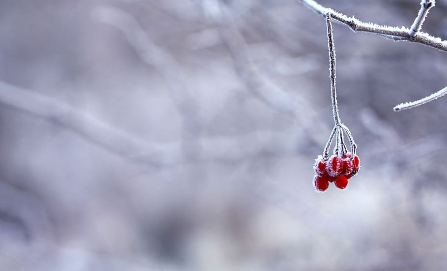 focus photography, red, berries, frozen, fruits, berry, white, snowy, branches, trees