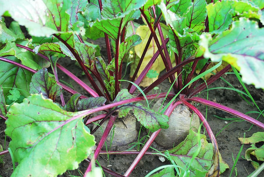 vegetables, gardener, vegetable garden, plant, growth, plant part, leaf, green color, nature, close-up