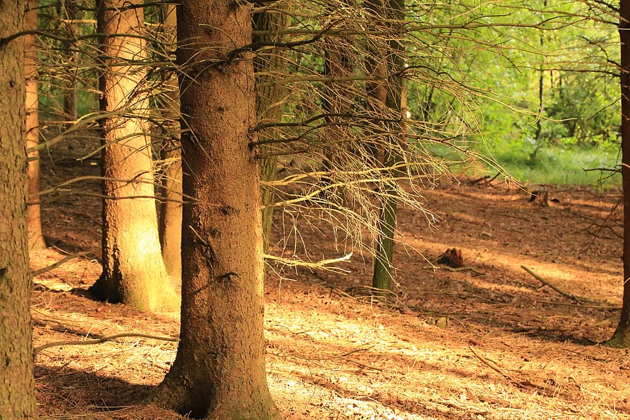 Лес пол. Forest ground.