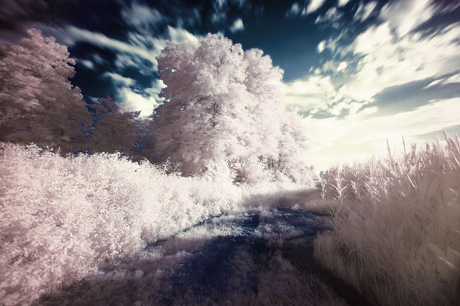 white leafed trees, infrared, ir vision, dream, filter, landscape, surreal, white, trees, road