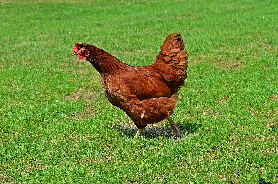 brown, chicken, standing, green, grass field, domestic hen, bird, egg, eggs, domestic fowl